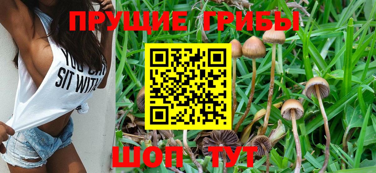 Псилоцибиновые грибы Psilocybine cubensis Чебаркуль